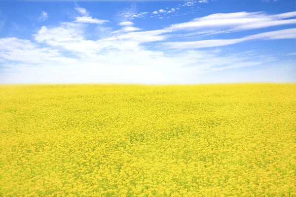 Желтое цветочное поле и голубое небо весной — стоковое фото