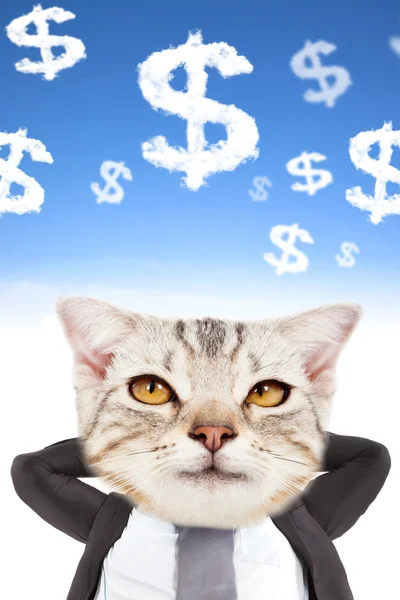 Επιχειρηματίας και γάτα επικεφαλής σκέψη χρήματα — Φωτογραφία Αρχείου