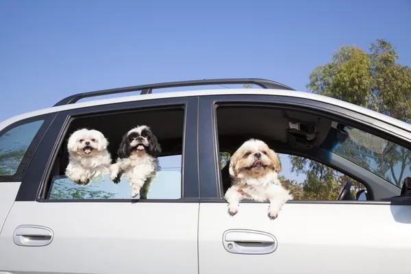 Psí rodina si v autě — Stock fotografie