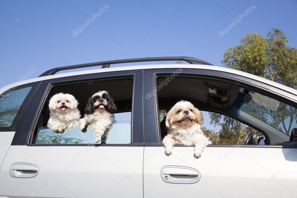 dog's family enjoying in the car