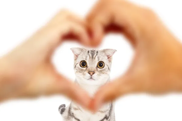 Insan eli yapmak kalp şekli ve sevimli kedi — Stok fotoğraf