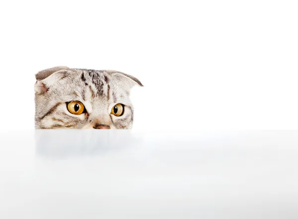 Kucing menggemaskan menatap sesuatu di atas meja — Stok Foto