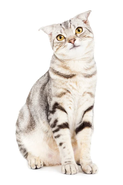 Cat looking something and isolated on white background — Stock Photo, Image