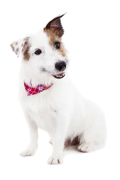 Valp jack russel terrier hund på vit bakgrund — Stockfoto