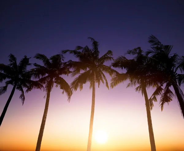 Coconut palms is  in tropic on sunset background Stock Photo