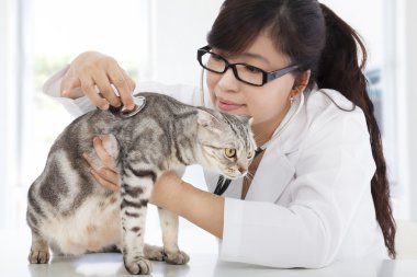kadın veteriner kliniğinde şirin bir kedi inceleyerek
