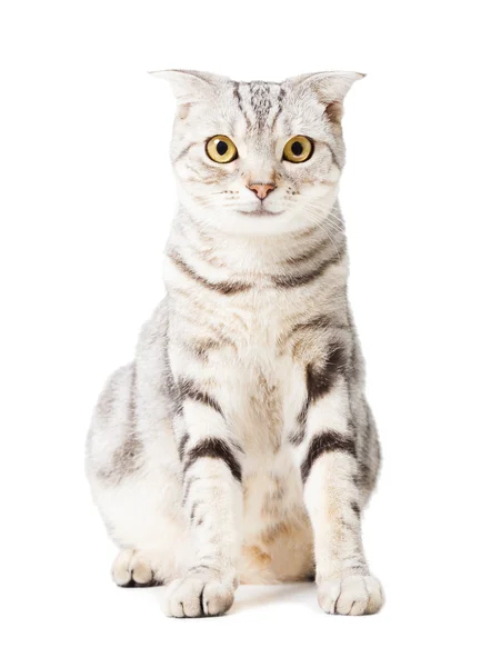 Cute Cat isolated over white background. Animal portrait. — Stock Photo, Image