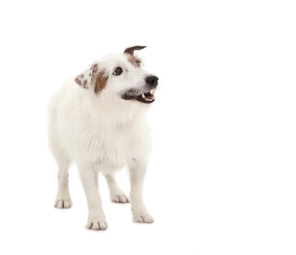 Cachorro jack russel terrier perro de pie sobre fondo blanco — Foto de Stock