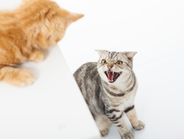 beyaz zemin üzerinde bir çatışmada iki kedi closeup