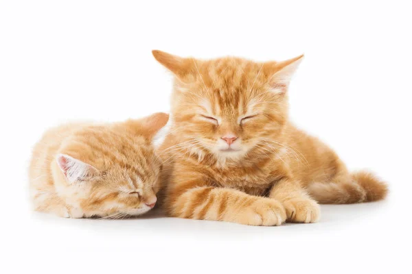 Two little Ginger british shorthair cats over white background — Stock Photo, Image