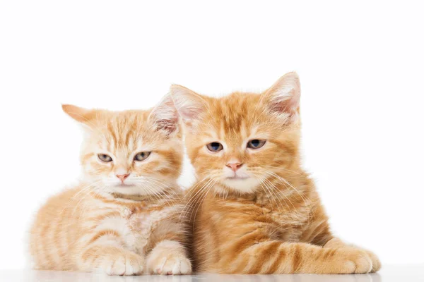 Two little Ginger british shorthair cats over white background — Stock Photo, Image