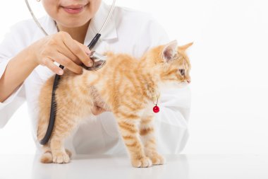 sevimli kedi kliniğinde muayene yapıyor kadın veteriner