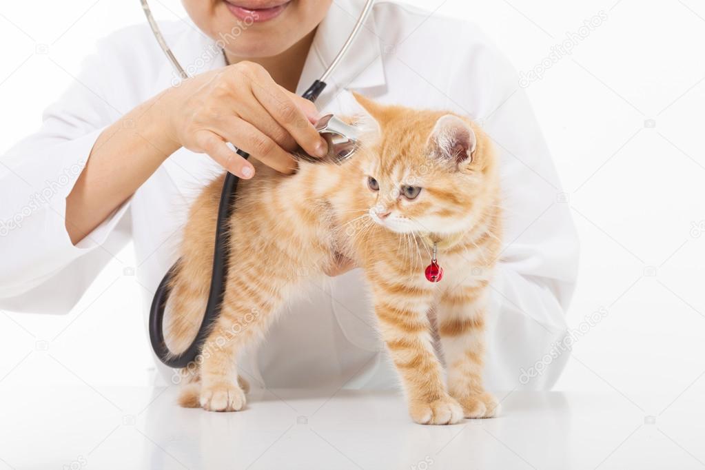 Female Veterinarian doing checkup a cute cat at clinic — Stock Photo © tomwang 51433551