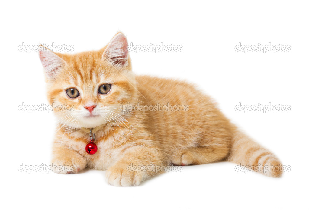 Little Ginger british shorthair cats over white background Stock