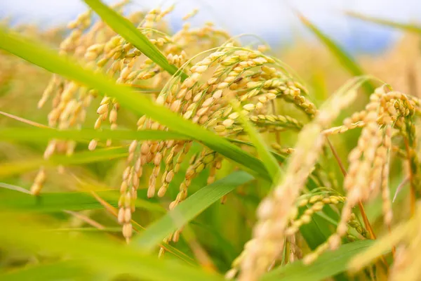 Close Das Orelhas Arroz — Fotografia de Stock