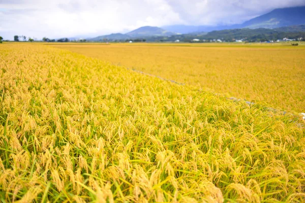 Belo Campo Arroz Maduro Vale Outono — Fotografia de Stock