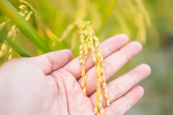 Χέρι Που Αγγίζει Ρύζι Στο Ορυζώνες — Φωτογραφία Αρχείου