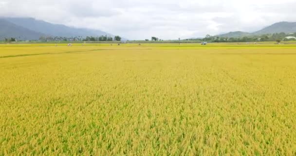 Rice Paddy Field Cyclist Travelers Landscape Chishang Taitung Taiwan — 비디오