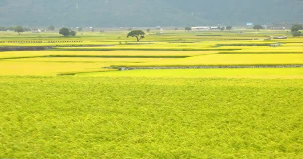 Rice Paddy Field Landscape Chishang Taitung Taiwan — 비디오