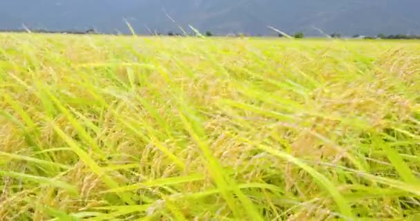 Zbliżenie Uszu Ryżu — Wideo stockowe