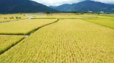 Rice çeltik tarlası ve bisikletçi gezgini, Chishang, Taitung, Tayvan manzarası..