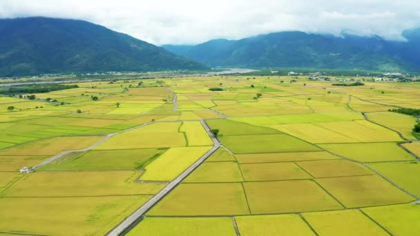 Widok Powietrza Pole Ryżowe Krajobraz Chishang Taitung Tajwan — Wideo stockowe