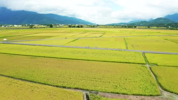 Letecký Pohled Rýžové Pole Cyklista Cestovatel Krajina Čišang Taitung Tchaj — Stock video