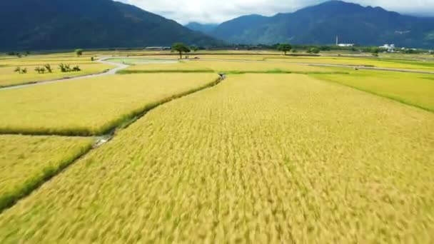Letecký Pohled Rýžové Pole Cyklista Cestovatel Krajina Čišang Taitung Tchaj — Stock video
