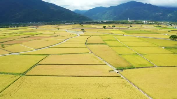 Widok Powietrza Pole Ryżowe Krajobraz Chishang Taitung Tajwan — Wideo stockowe
