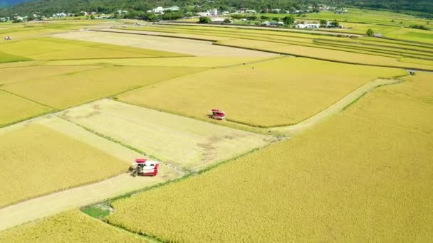 秋天成熟稻田与联合收割机的空中景观 — 图库视频影像
