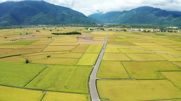 Widok Lotu Ptaka Pole Ryżowe Rowerzystów Krajobraz Chishang Taitung Tajwan — Wideo stockowe