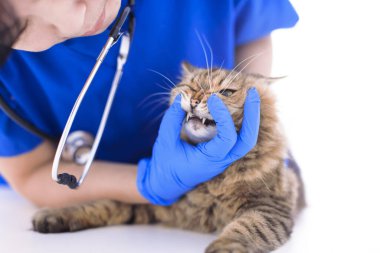 Veteriner klinikte kedi dişlerini inceliyor.