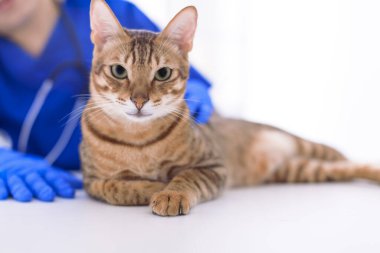 Veteriner klinikte sevimli kedi muayene