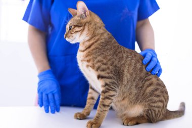 Veteriner klinikte sevimli kedi muayene