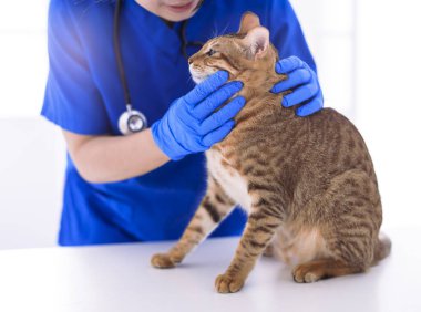 Veteriner klinikte sevimli kedi muayene