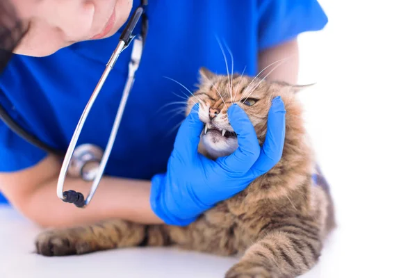 Veterinarian Examining Cute Cat Teeth Clinic — стоковое фото