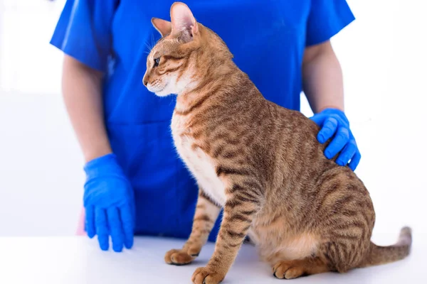 Veteriner klinikte sevimli kedi muayene