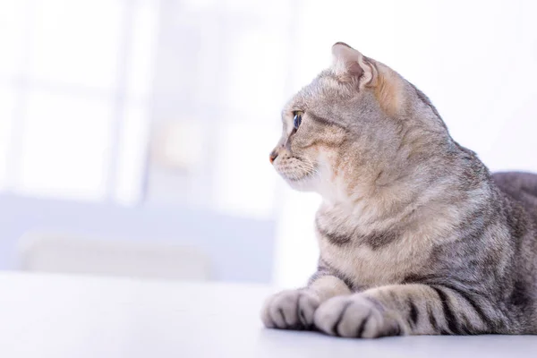 Lindo Gato Sentado Alféizar Ventana Esperando Algo —  Fotos de Stock