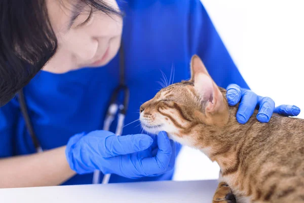 Kadın veteriner, kürklü hayvanı elleriyle okşuyor.