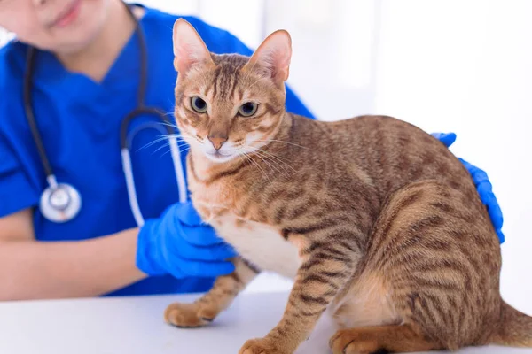 Veterinarian Examining Cute Cat Clinic — Stock Photo, Image