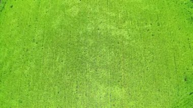 Hava manzaralı çeltik tarlası rüzgarda parıldıyor