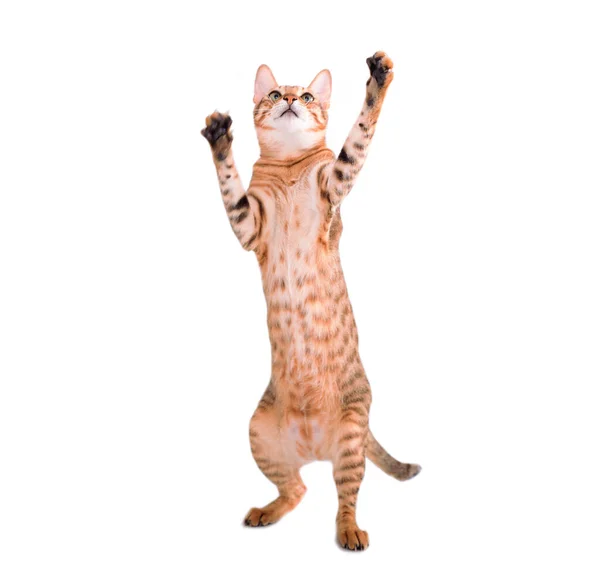 Leopard Cat Stands Its Hind Legs Try Catch Something — Stock Photo, Image