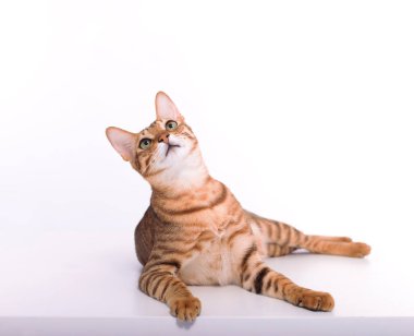 Şirin yerli tekir kedi yukarı bakıyor.
