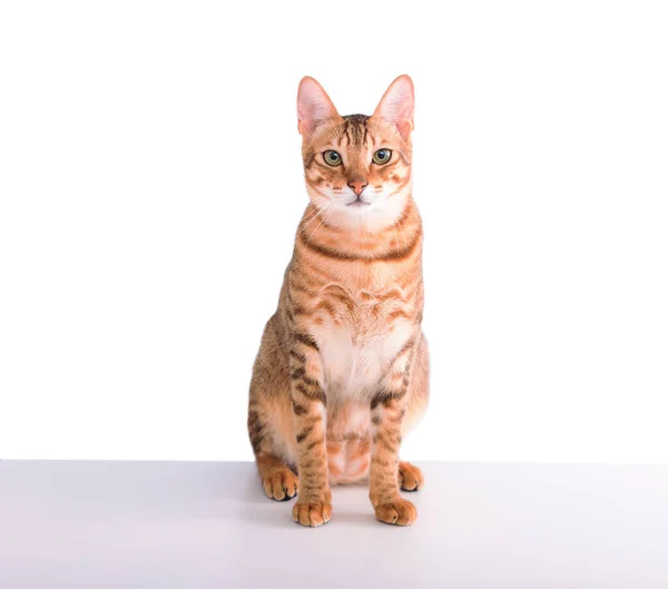Cute Domestic Tabby Cat Looking Camera — Stock Photo, Image