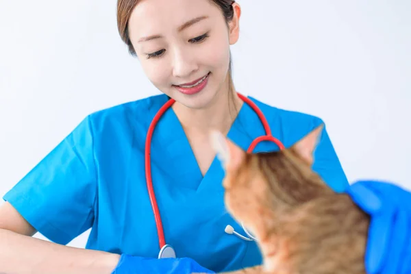 Cat Veterinarian Doctor Vet Clinic — Stock Photo, Image