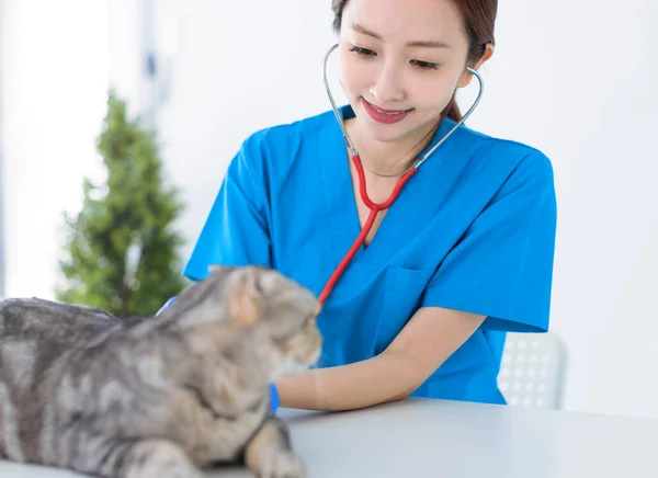 Cat Veterinarian Doctor Vet Clinic — Stock Photo, Image