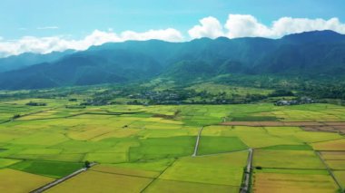 Pirinç tarlaları ve köy için hava manzarası