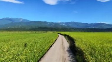  POV of driving through rice fields in Taiwan