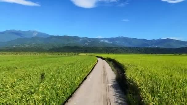 Tayvan Daki Pirinç Tarlalarından Geçmenin Pov — Stok video