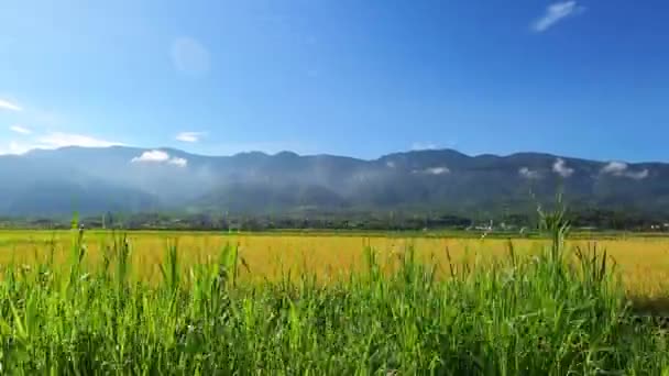 Tayvan Daki Pirinç Tarlalarından Geçmenin Pov — Stok video